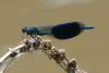 Calopteryx splendens